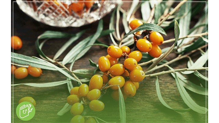 فاصله کاشت درخت سنجد | بهترین فاصله برای رشد بهینه درخت سنجد