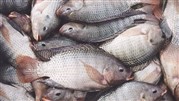 واردات تیلاپیا تهدیدی برای بازار قزل‌آلای ایرانی