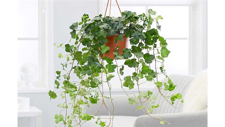 بذر چه گیاهانی زود رشد می‌کند؟