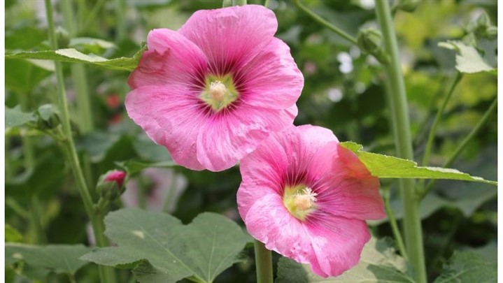 بذر چه گیاهانی زود رشد می‌کند؟