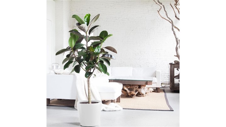 بذر چه گیاهانی زود رشد می‌کند؟