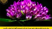 خواص درمانی گیاه شبدر