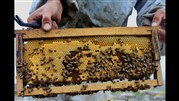 رد پای صنعت زنبورداری در برنامه ششم توسعه نیست