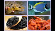 صادرات 33هزارتن انواع آبزی