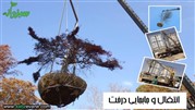 جابجایی درخت حقیقتی خوشایند جهت کاهش هزینه و حفظ درختان