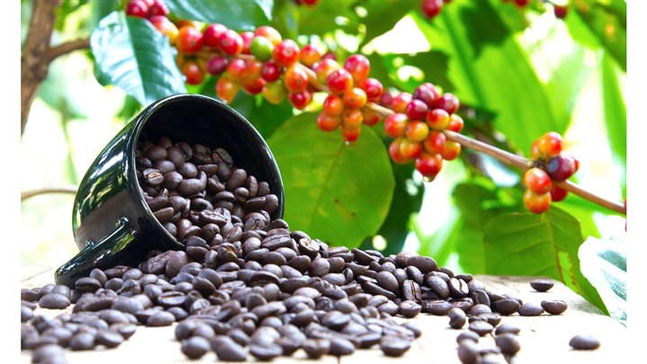 قهوه عربیکا بیشترین تقاضا را در سطح جهان و از میان قهوه‌های مختلف دارد