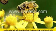  درمانی بدون عارضه برای کبد چرب با گرده گل