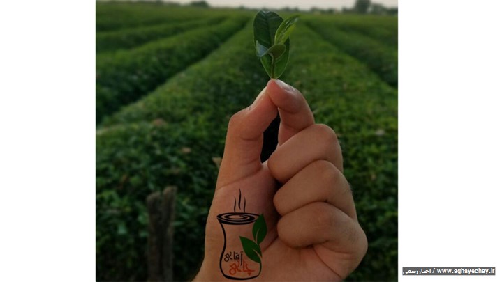 از باغ های چای شمال تا فنجان چای شما!