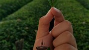 از باغ های چای شمال تا فنجان چای شما!