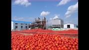آغاز خرید گوجه‌فرنگی توسط کارخانه‌ها