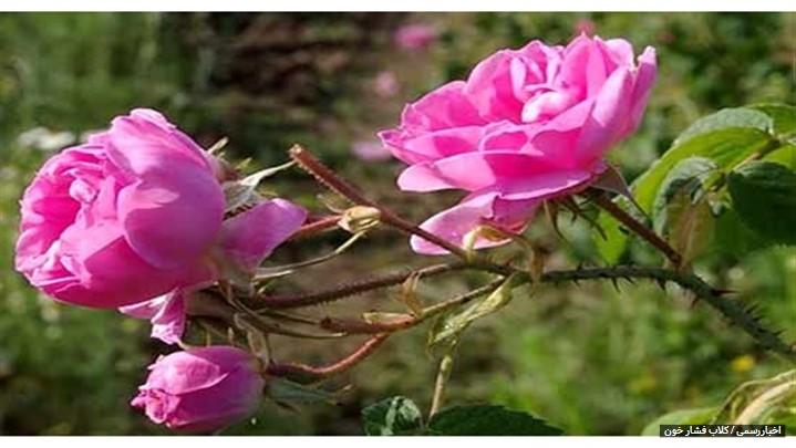 گلاب یکی از شناخته‌شده‌ترین عرقیات گیاهی