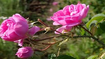 گلاب یکی از شناخته‌شده‌ترین عرقیات گیاهی