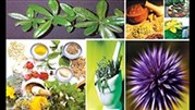 1200 گونه گیاه دارویی در دنا
