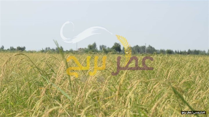 نحوه و مراحل تولید برنج طارم هاشمی نحوه و مراحل تولید برنج طارم هاشمی