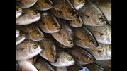 افزایش 42 درصدی صادرات آبزیان در نیمه نخست سال
