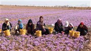 تامین مالی و پوشش ریسک فعالان بازار زعفران 