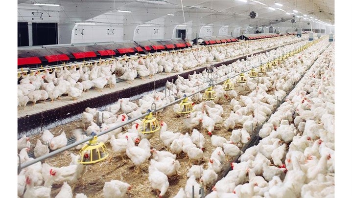 فرمالین قوی‌ترین ضدعفونی‌کننده دامداری و مرغداری‌ها