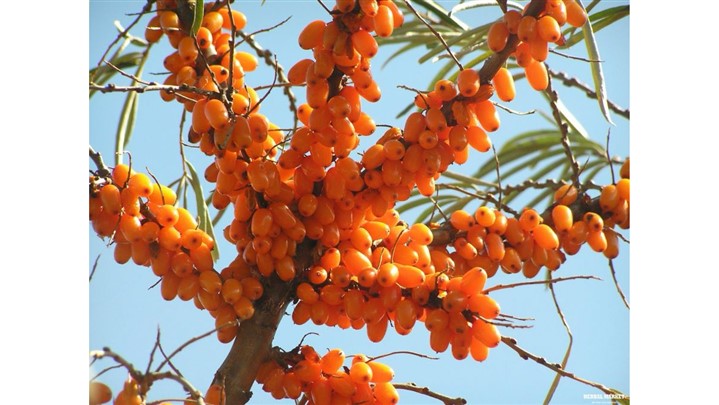 فاصله کاشت درخت سنجد | بهترین فاصله برای رشد بهینه درخت سنجد