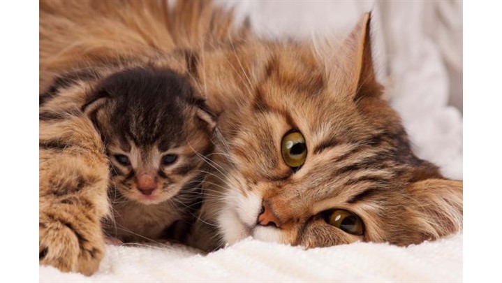 هزینه نگهداری از گربه در ماه چقدر است؟