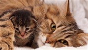 هزینه نگهداری از گربه در ماه چقدر است؟