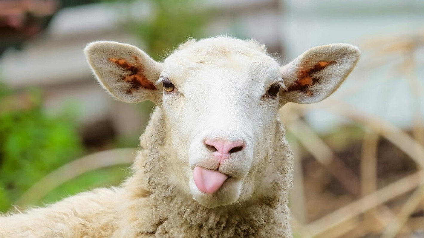با سایت دامکالا خرید گوسفند زنده هم آنلاین شد! 