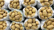 صادرات محدود سیب زمینی به روسیه، قطع شد