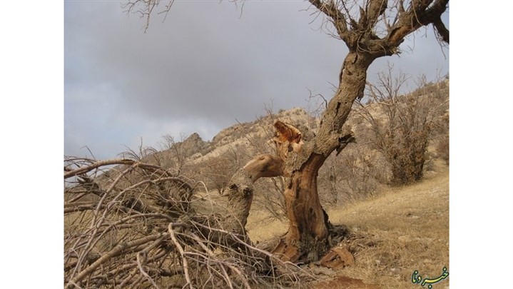 همایش برای نجات زاگرس؛ فرصتی برای احیاء جنگل‌های زاگرس