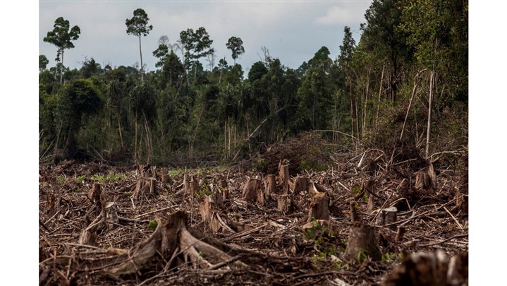 همایش برای نجات زاگرس؛ فرصتی برای احیاء جنگل‌های زاگرس