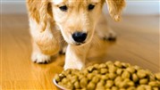 چگونه برای سگ و گربه خود غذای اصل انتخاب کنید.