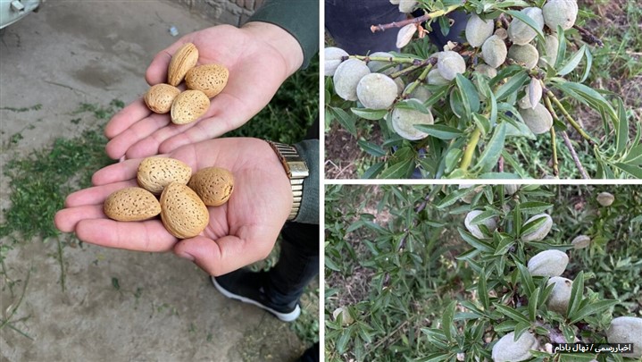 نهال بادام: گنجینه ای دیرگل و پربار با پتانسیل 18 تن محصول در هکتار نهال بادام: گنجینه ای دیرگل و پربار با پتانسیل 18 تن محصول در هکتار
