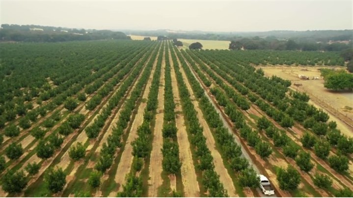 خرید نهال از جهاد کشاورزی شیراز [آشنایی با بزرگترین نهالستان کشور]