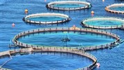 عدم رشد صنعت ماهی در قفس در گیرودار دستورالعمل‌ها