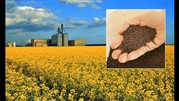 قیمت کلزا 250 درصد نسبت به گندم بالاتر است‌