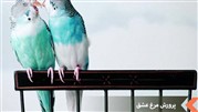 صفر تا صد پرورش مرغ عشق