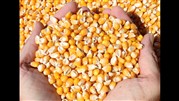 کاهش 150تومانی قیمت ذرت