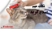 نکات مهم اصلاح گربه چیست؟