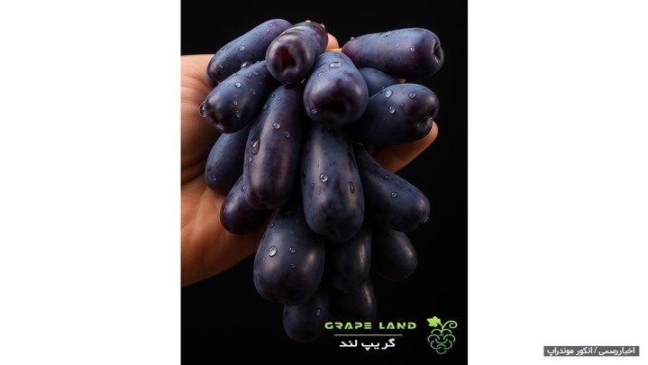 انگور موندراپ؛ تجربه‌ای لوکس و متفاوت در دنیای انگور