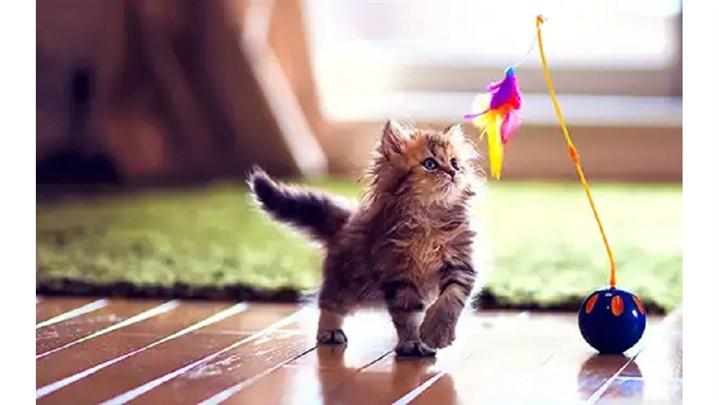 نکات مهم در هنگام خرید غذای گربه از پت شاپ آنلاین