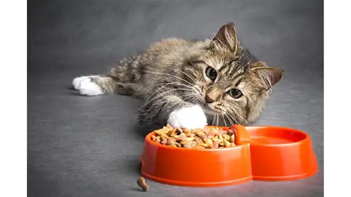 نکات مهم در هنگام خرید غذای گربه از پت شاپ آنلاین