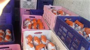 ارتقای کیفیت مرغ بسته بندی درمیادین میوه وتره بار