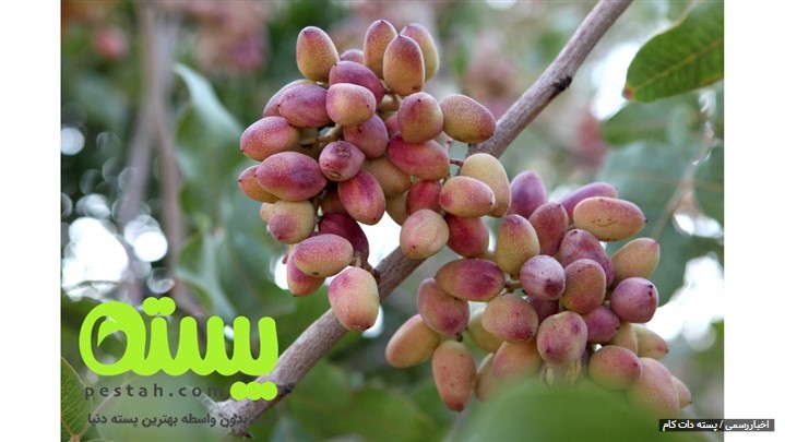 پسته بخورید لاغر شوید پسته بخورید لاغر شوید