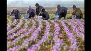  برگزاری تورهای گردشگری تخصصی زعفران 