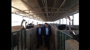 بازدید مدیران بانک ایران زمین از مزرعه  شتر مرغ