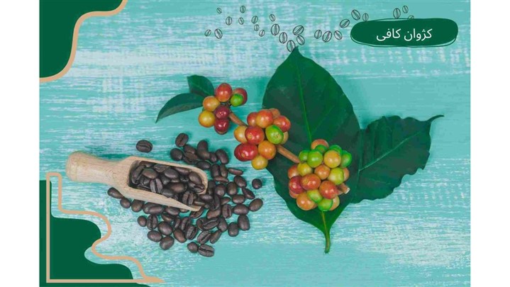 خرید قهوه تازه 