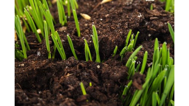 مناسبترین انواع بذر چمن برای تابستان