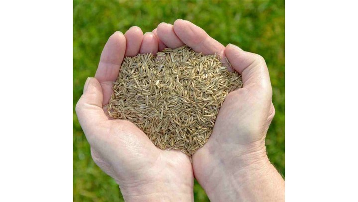 مناسبترین انواع بذر چمن برای تابستان