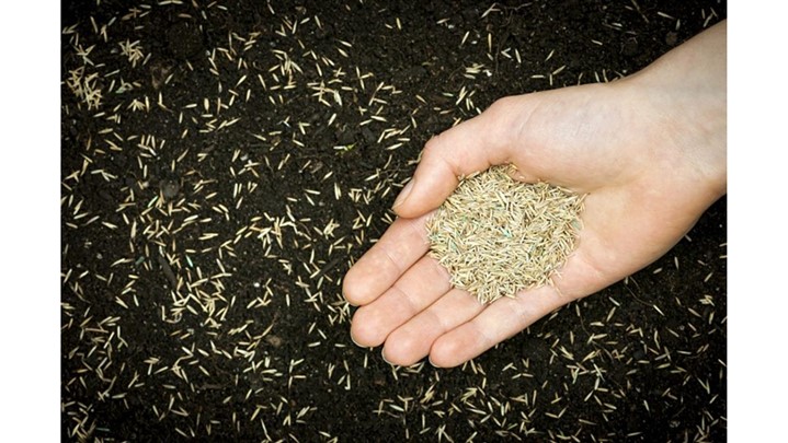 مناسبترین انواع بذر چمن برای تابستان