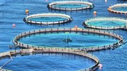 برنامه‌ریزی برای پرورش 200تن ماهی در قفس
