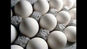 کاهش قیمت تخم مرغ در بازار