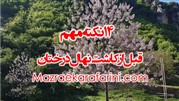 14 نکته مهم برای کاشت نهال درختان